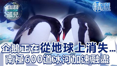 企鵝正在從地球上消失南極600多道「末日冰河」加速融盡 Antarctica Life On A Melting Continent