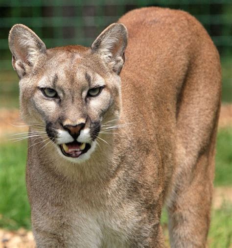 Image libre carnivore chat fourrure lion mammifère nature