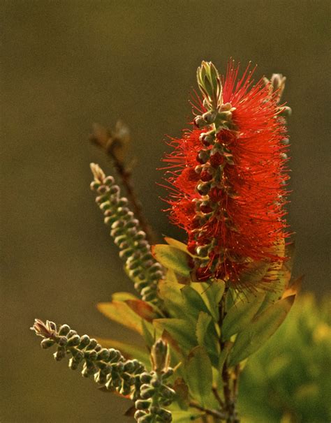 Bottlebrush | Photographer, Plants, Garden