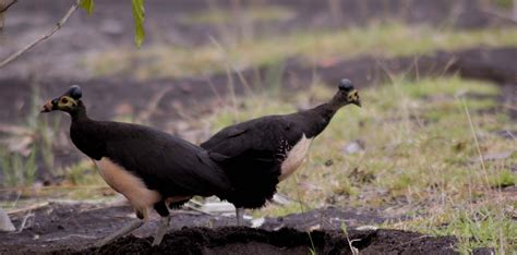 Terancam Bersegera Selamatkan Maleo Towuti Mongabay Co Id