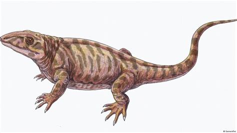 Ancient Lizards Cared For Their Young Dw 12232019