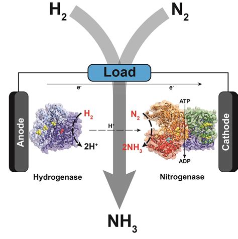 Biological fuel cell could power cleaner ammonia production | Research ...