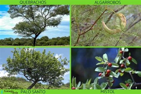 Bosque Chaque O Caracter Sticas Flora Y Fauna Resumen Flora