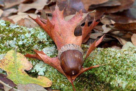 Acorn And Oak Leaf Free Stock Photo Public Domain Pictures