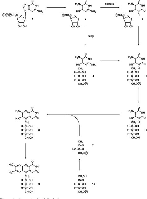 Figure 1 From Biosynthesis Of Vitamin B2 Riboflavin Semantic Scholar