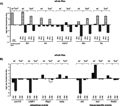 Analysis Of Sex Specific Splicing In Germline Less Tudor Mutant Flies Download Scientific