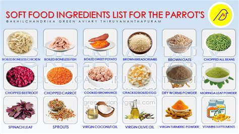 Soft Food Ingredients List For The Parrot S Soft Food Parrot Diet Parrot