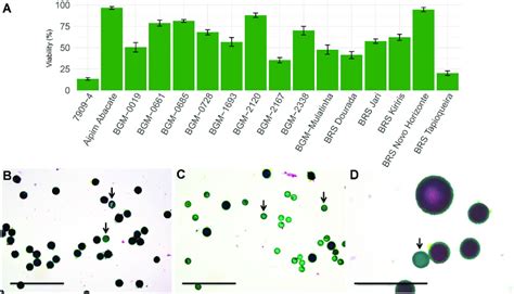 Pollen Viability Of 16 Cassava Genotypes Evaluated With 2 Alexander S Download Scientific