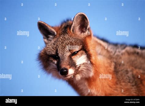 Portrait Of A Gray Fox Stock Photo Alamy