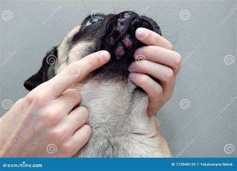 Portrait Of A Pug Dog With Red Inflamed Wounds On His Face Dog Allergy