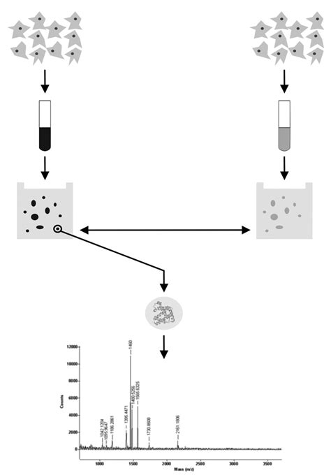 General Strategy Of Two Dimensional Gel Based Proteomics Download Scientific Diagram