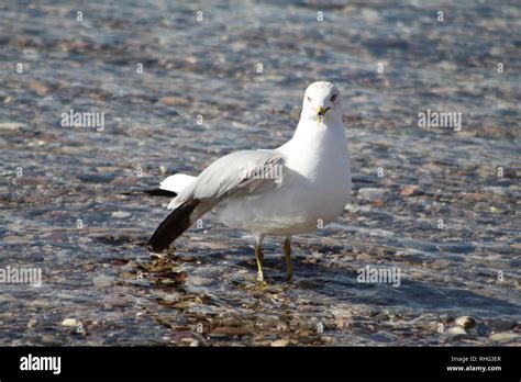 Bird In River Hi Res Stock Photography And Images Alamy