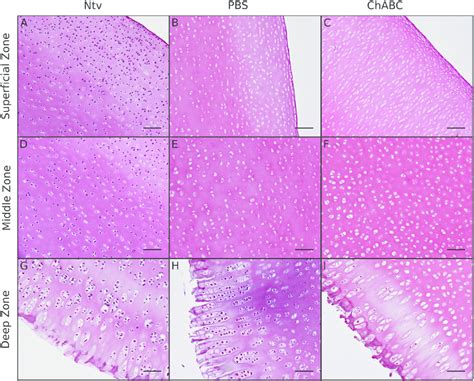 H E Staining Of Longitudinal Cross Sections Of Decellularized