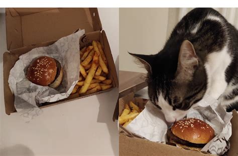 Woman Ordering Tiny Burger And Fries For Her Rescue Cat Delights