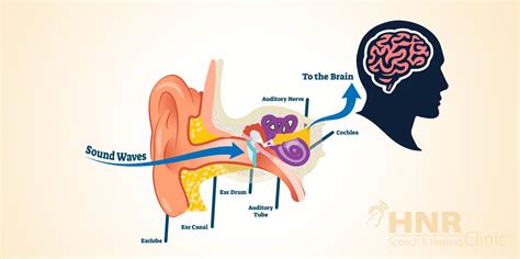 How Does Hearing Work In Your Brain Nhr Speech And Hearing Clinic