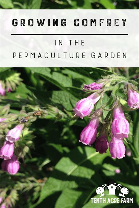 Growing Comfrey In The Permaculture Garden Tenth Acre Farm