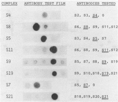 Immunological Identification Of Proteins In The Cross Linked Complexes