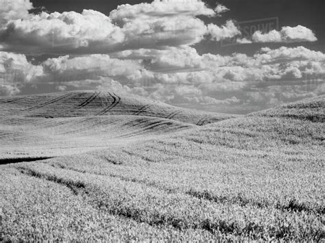 Usa Washington State Palouse Crops Growing On The Rolling Hills Of