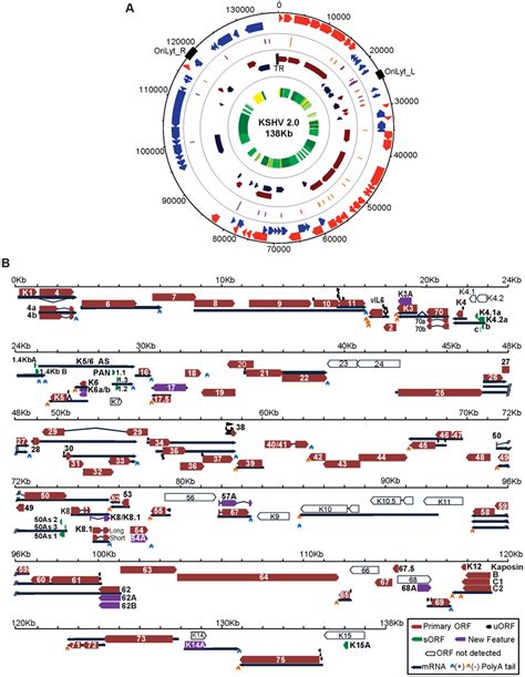 Kshv A High Resolution Functional Genome Map Of Kshv A Circular