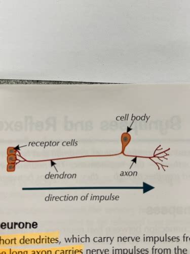 The Nervous System Flashcards Quizlet