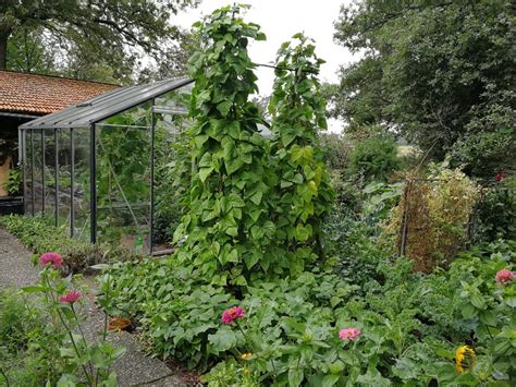 Stokslabonen Kweken Zo Doe Je Dat Groene Passies