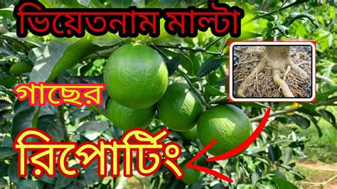 🌴 ছাদ বাগানে ভিয়েতনাম মাল্টা চাষ Plant Reporting In New Tubs 4k