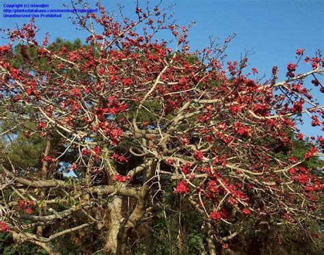 Plantfiles Pictures Silk Cotton Tree Kapok Tree Red Silk Cotton Tree