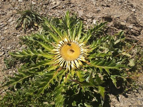 Flor Del Sol Tozal De Las Comas Torla Plants Flower Naturaleza