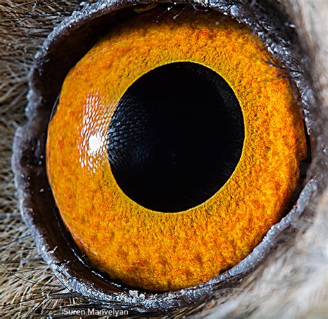 Extreme Close-Up Photos of Animal Eyes