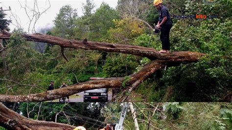 Masih Hujan Dan Angin Kencang Kembali Pohon Tumbang Di Plaosan