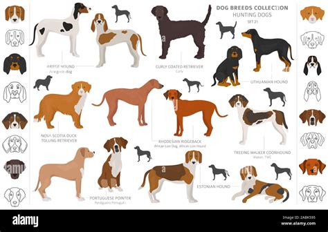 Hunting dogs collection isolated on white clipart. Flat style ...