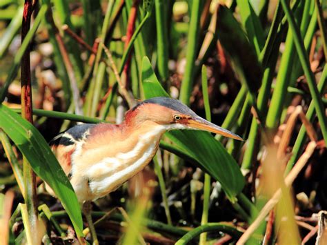 Least Bittern | Audubon Field Guide