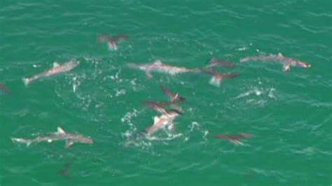 Sharks go on feeding frenzy - CNN Video