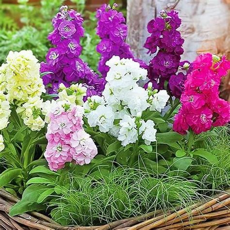 ᐉ Матиола Florium Винтаж смесь махровая (8394) • Купить в Киеве ...