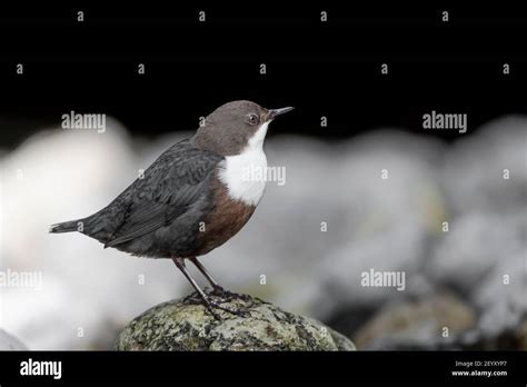 White Throated Dipper Perched On The Rock Cinclus Cinclus Stock Photo