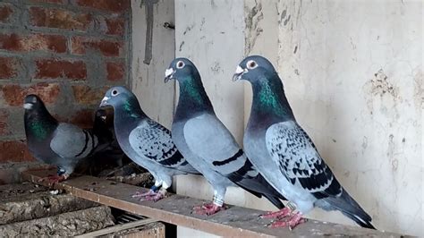 Breeder Racer Piegon Kalapati Racing Pigeons Racing Pigeons 2021