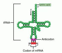 Anticodons | definition of anticodons by Medical dictionary