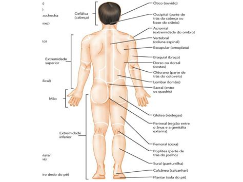 Partes Corpo Humano Estudos Em Morfologia Humana Corpo Humano