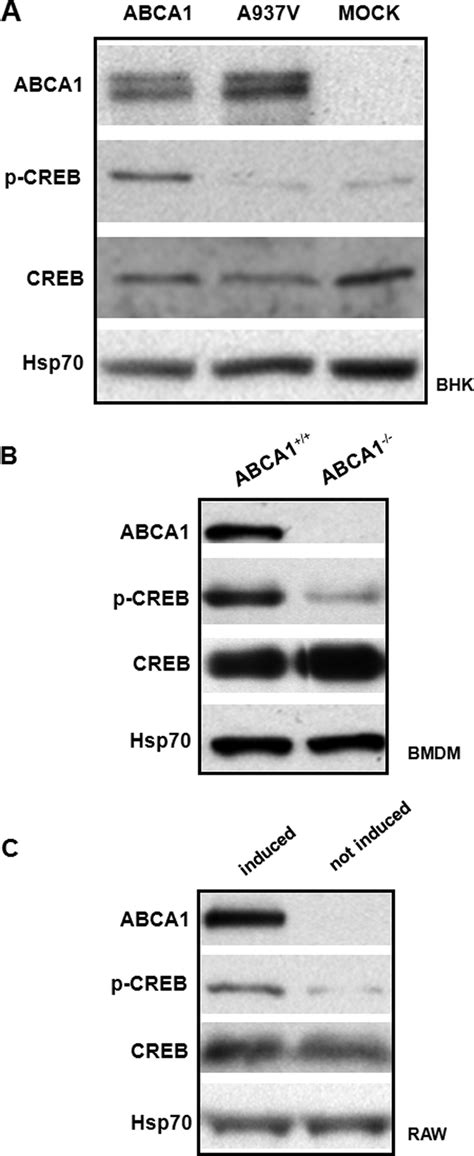 CREB Phosphorylation Is Increased With The Expression Of Functional