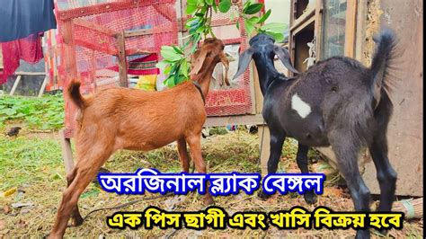 ব্ল্যাক বেঙ্গল তিন মাস বয়স এক পিস খাসি এক পিস মাদি । ছাগল বিক্রি হবে