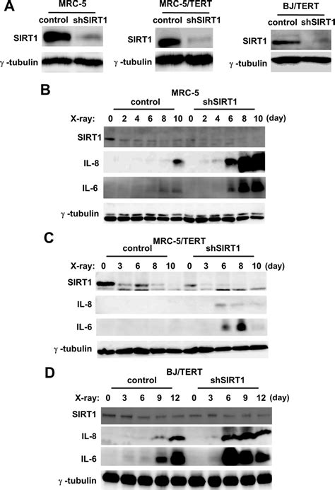 Effects Of Stable Sirt Knockdown On Protein Expression Of Sasp