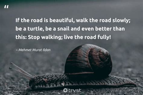 14 Snail Quotes For the Slow Take on Life