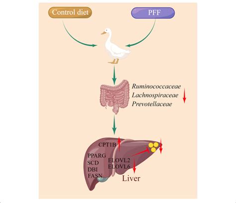 A Model Depicting Use Of Pff To Alleviate Liver Fat Deposition By