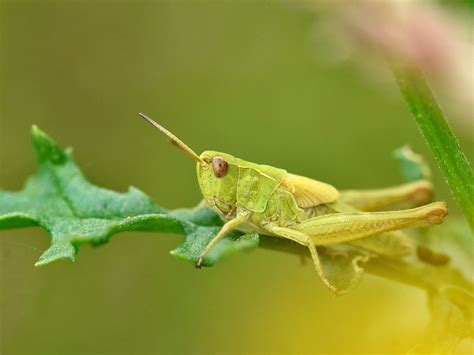 Common Green Grasshopper Omocestus Viridulus Taken At Ains Flickr