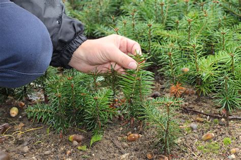 Primavera Communiqu De Presse Le Sapin Naturel Fran Ais La Magie