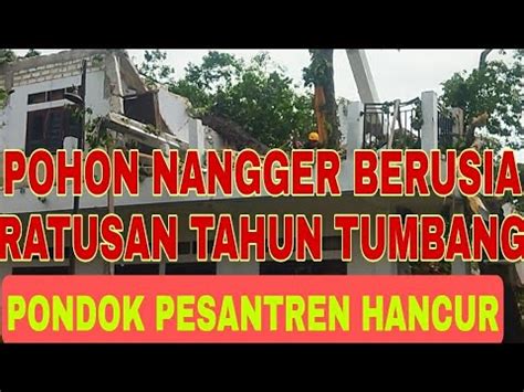 Pohon Nangger Berusia Ratusan Tahun Tumbang Pondok Pesantren Hancur