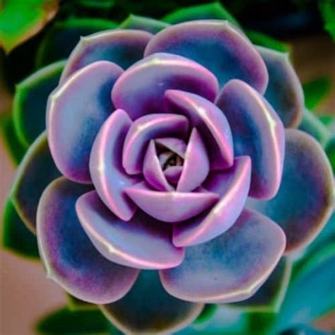 40 Beautiful Types Of Purple Succulents With Pictures Succulent Alley