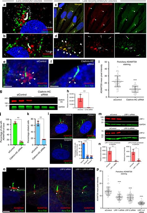 Adamts9 Is Internalized By Clathrin Mediated Endocytosis And