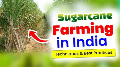 Sugarcane Farming In India Techniques And Best Practices BharatAgri Gyan