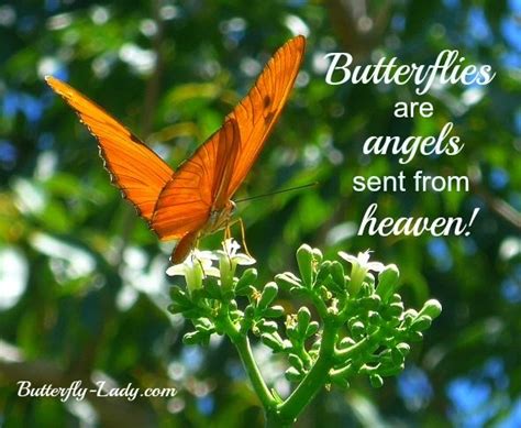 An Orange Butterfly Sitting On Top Of A Green Plant With A Quote Above